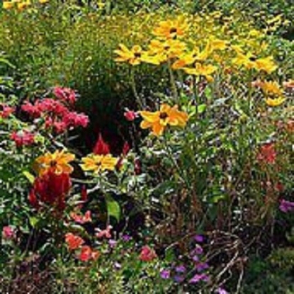 Picture of Saxifrage - Rockgarden Mixture